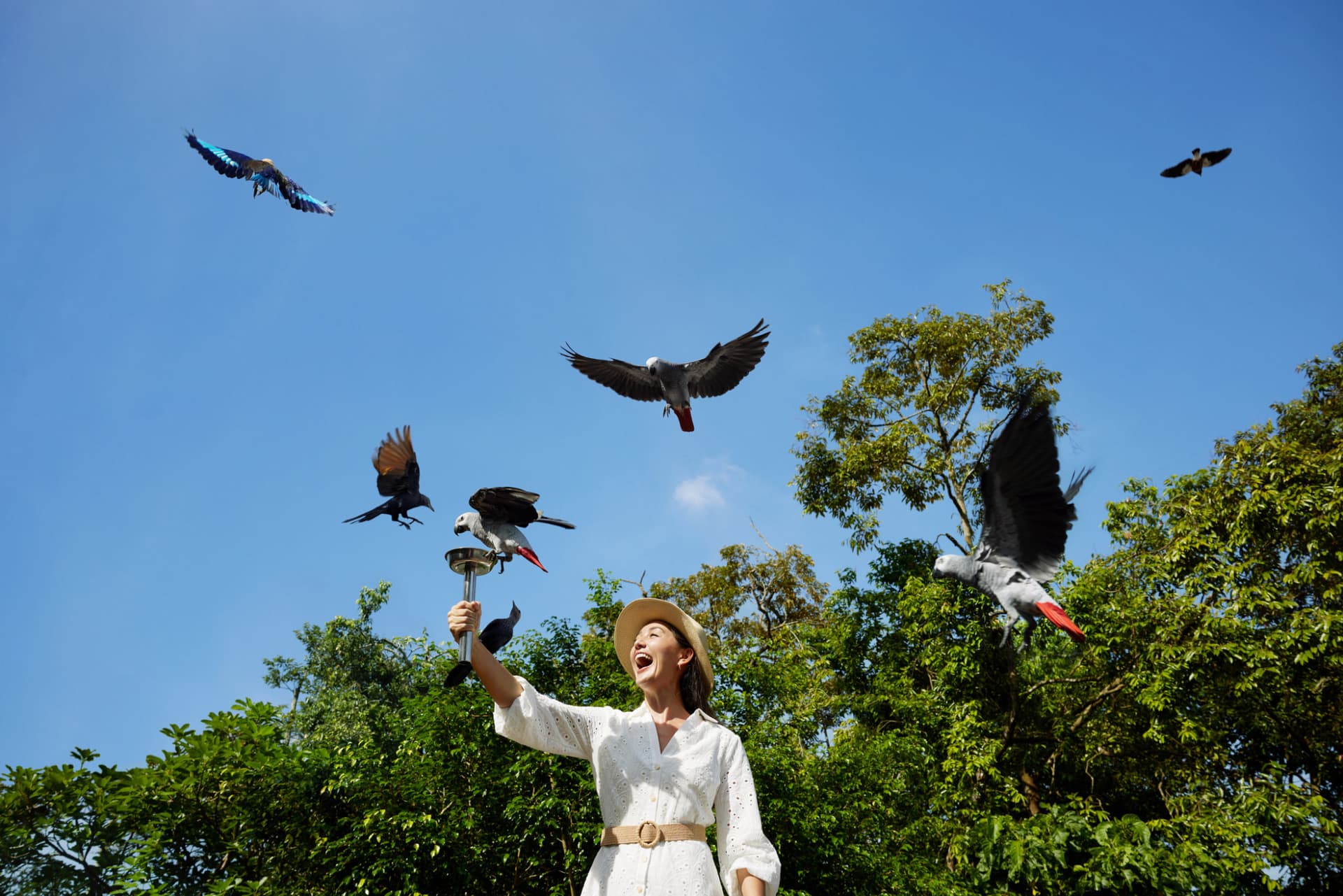 5-in-1 Day Pass: Night Safari + Singapore Zoo + Bird Paradise + River Wonders + Rainforest Adventure - image 2