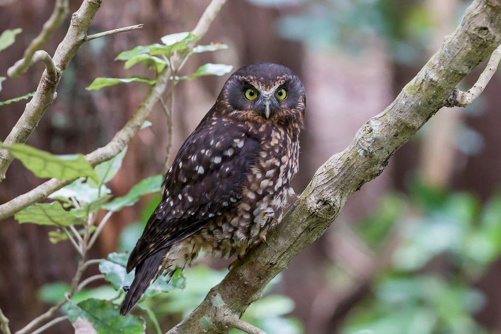 Zealandia Night Tour - image 8